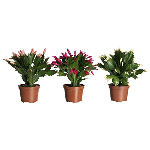 Trio de Cactus de Navidad DECOALIVE con Flores de Colores