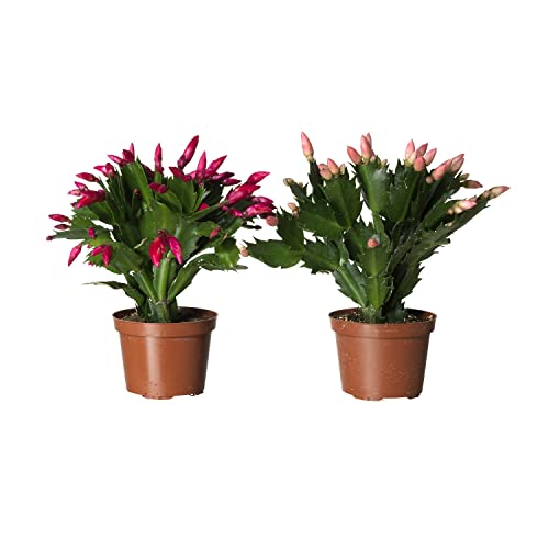 Duo de Cactus de la Navidad DECOALIVE con Flores de Colores
