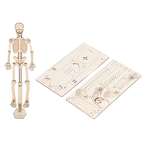 SPYMINNPOO Juguete de Esqueleto Humano de Bricolaje, Modelo de Ensamblaje de Esqueleto Humano de Madera Compuesta, Juguete Educativo de Elaboración de Esqueleto de Bricolaje para Niños