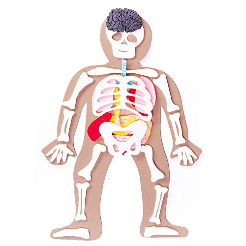 Defieltro Cuerpo Humano de Fieltro con Huesos y Órganos - Montessori el Cuerpo Humano Desmontable en Partes - Juegos de Anatomia para Niños - Juguete Educativo Esqueleto Humano