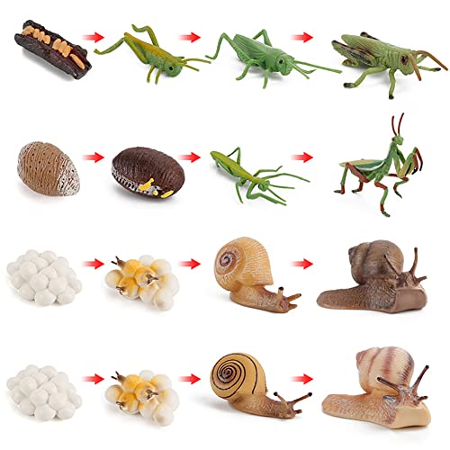 Ciclo de vida de una mantis saltamontes caracoles,etapas del ciclo de vida simulación modelo animal,Ciclo de vida de un caracol Figuras 4 etapas, Animales de insectos Juguetes educativos para niños