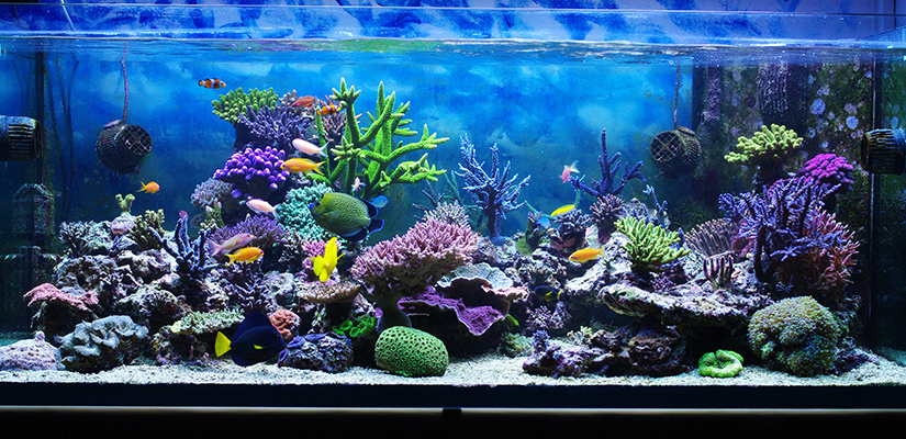 Acuario 30 Litros Carrefour