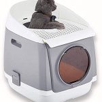 Arena De Gatos Amazon Arena De Gatos Amazon