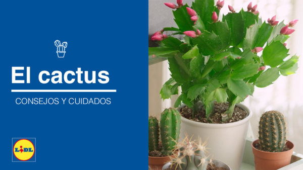 Cactus Lidl