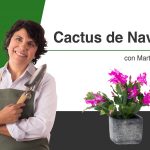 Cactus Navidad Lidl Cactus Navidad Lidl