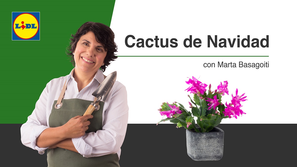 Cactus Navidad Lidl