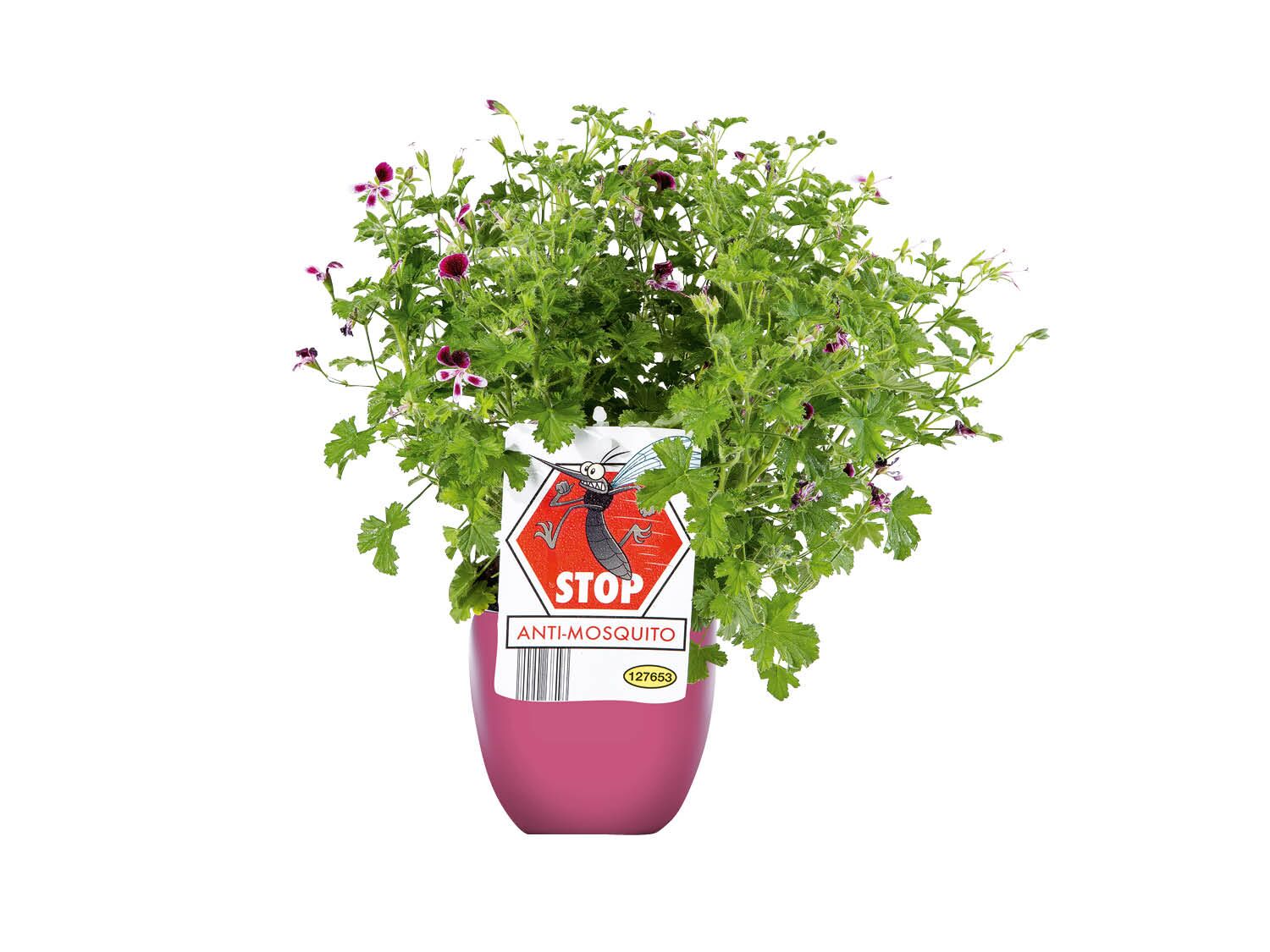 Geranio Antimosquitos Lidl