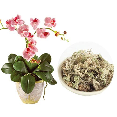 Musgo Sphagnum Leroy Merlin