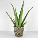 Planta Aloe Vera Carrefour