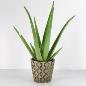 Planta Aloe Vera Carrefour