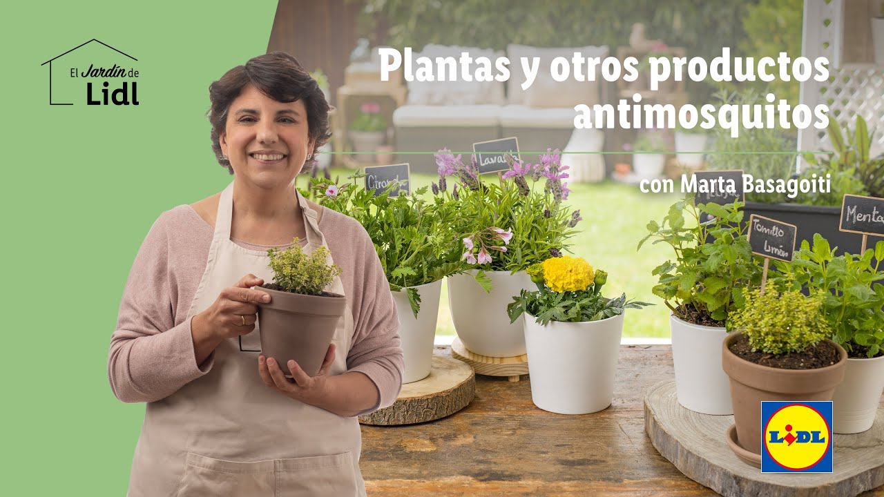 Planta Antimosquitos Lidl