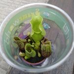 Planta Carnívora Lidl Planta Carnívora Lidl