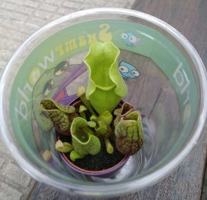 Planta Carnívora Lidl