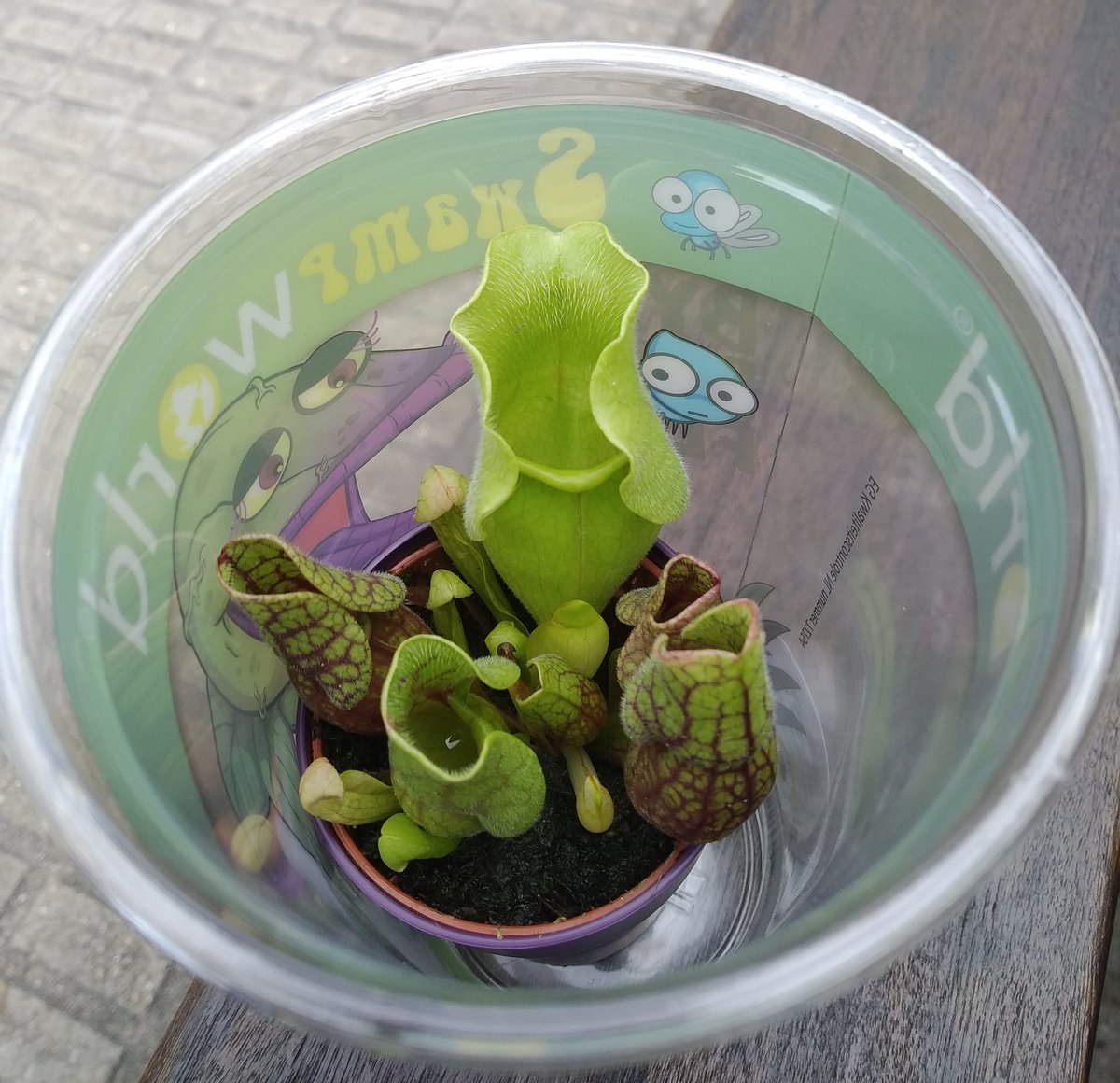 Planta Carnívora Lidl