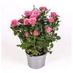Rosal Mini Lidl