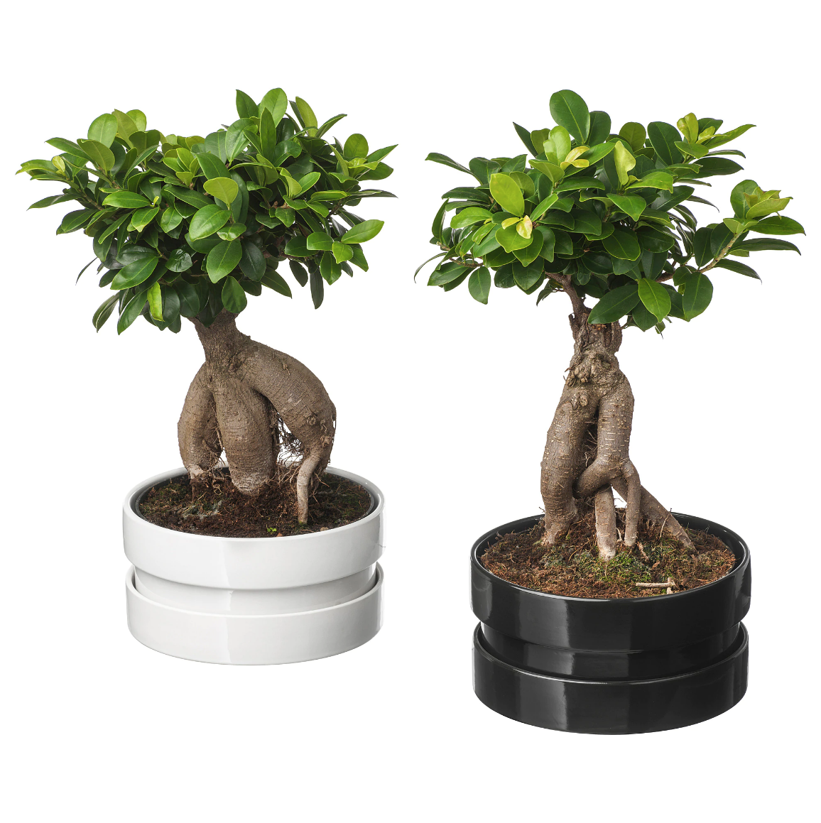 Bonsáis Ikea