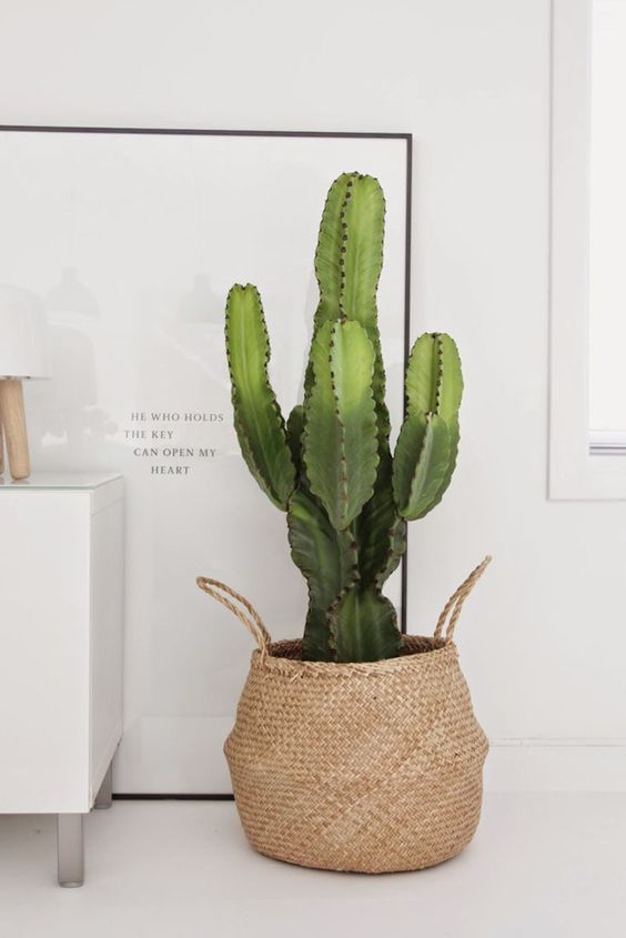 Cactus Grande Ikea