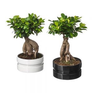 Maceta Bonsái Ikea
