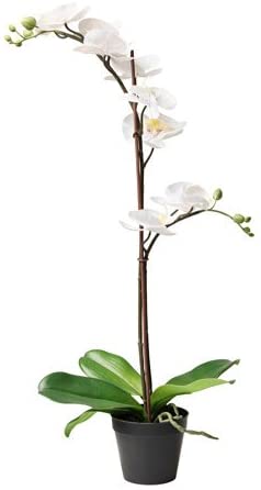 Orquídea Ikea