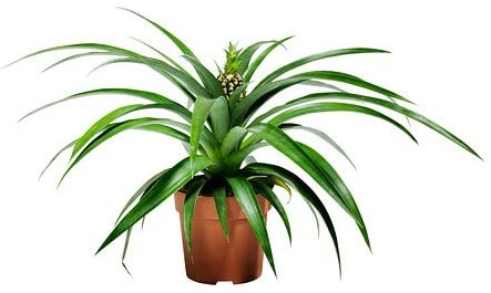 Planta Piña Ikea