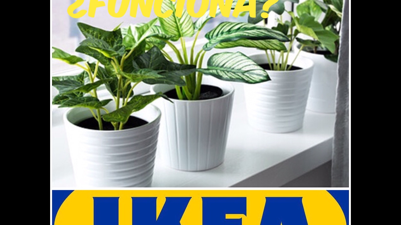 Plantas Acuáticas Ikea
