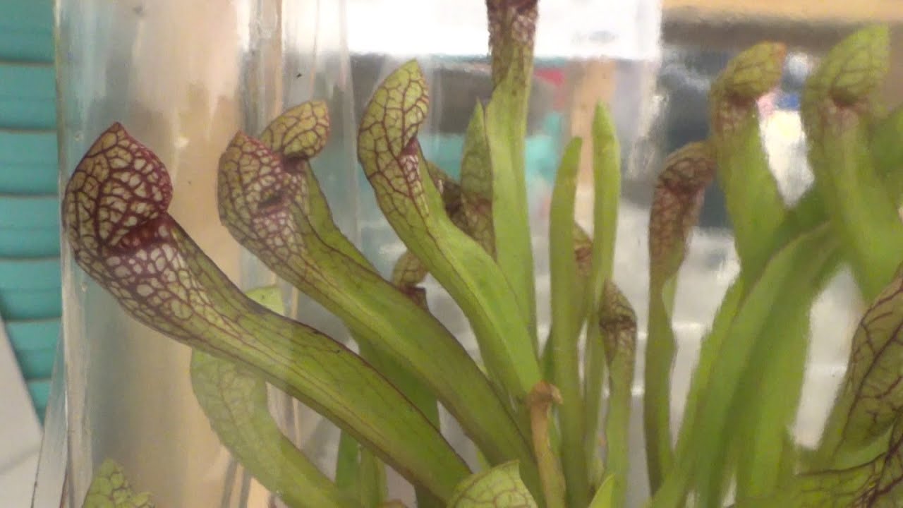 Plantas Carnívoras Ikea