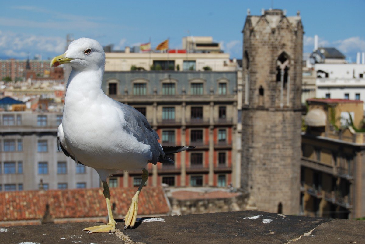 Ahuyentador De Gaviotas