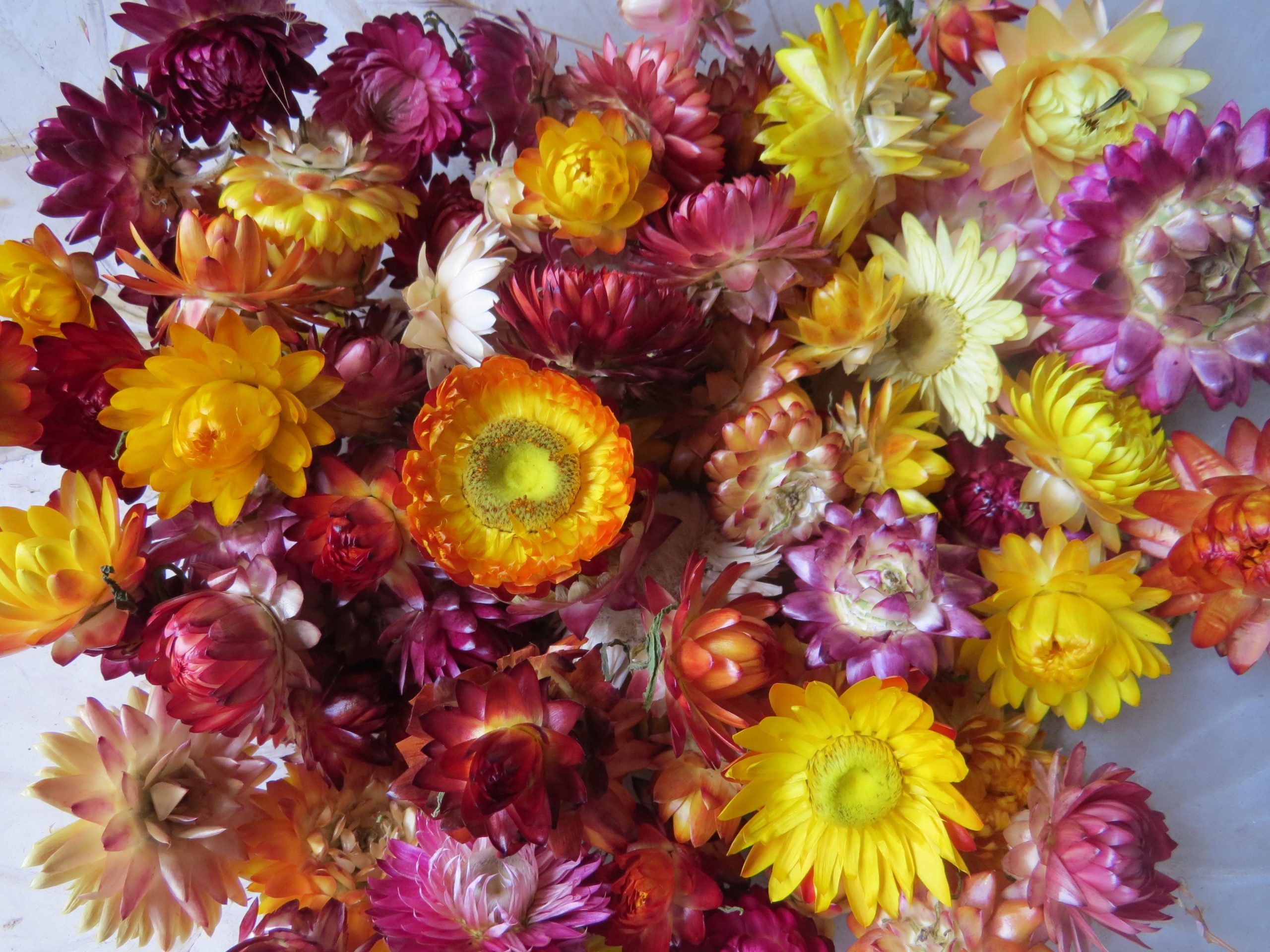 Flores Siemprevivas