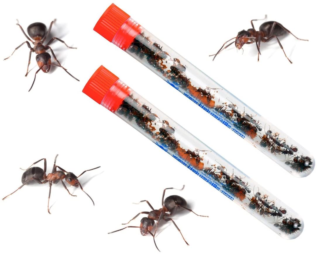 Hormigas Vivas