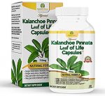 Kalanchoe Capsulas