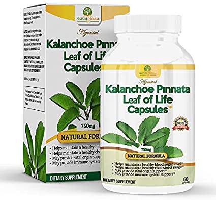 Kalanchoe Capsulas