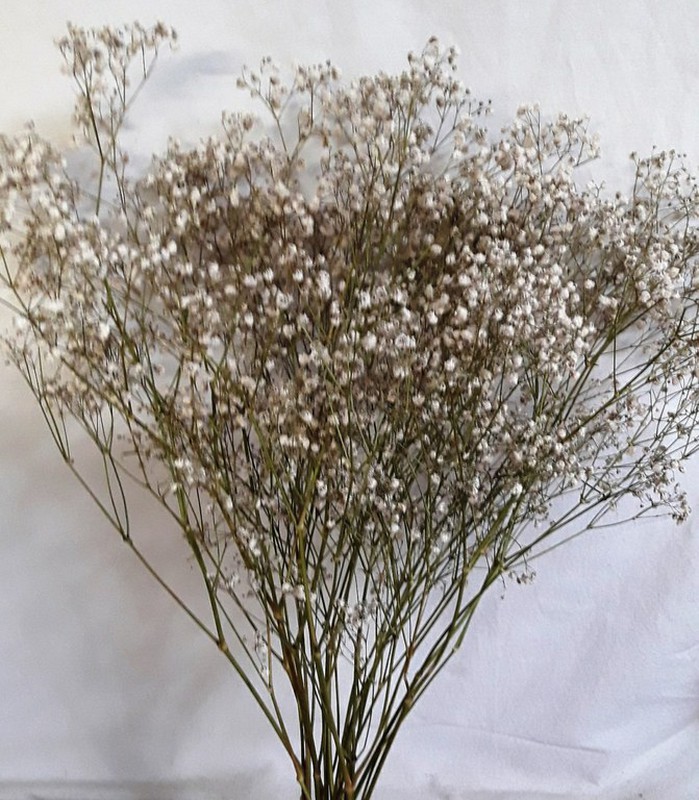Paniculata Seca