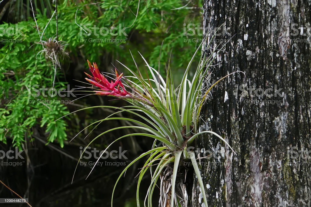 Plantas Aéreas