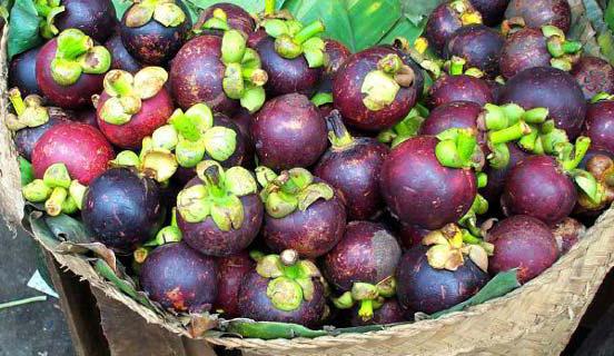 Sirope De Mangostan Para Adelgazar