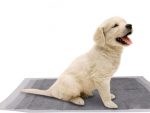 Empapadores Perros Baratos
